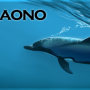 drodro_ikaono.png